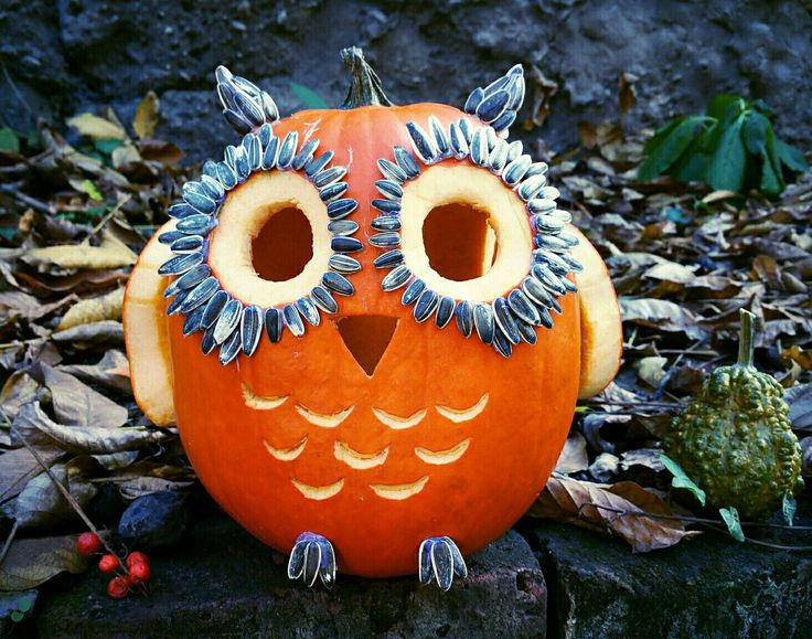 animal faces pumpkin