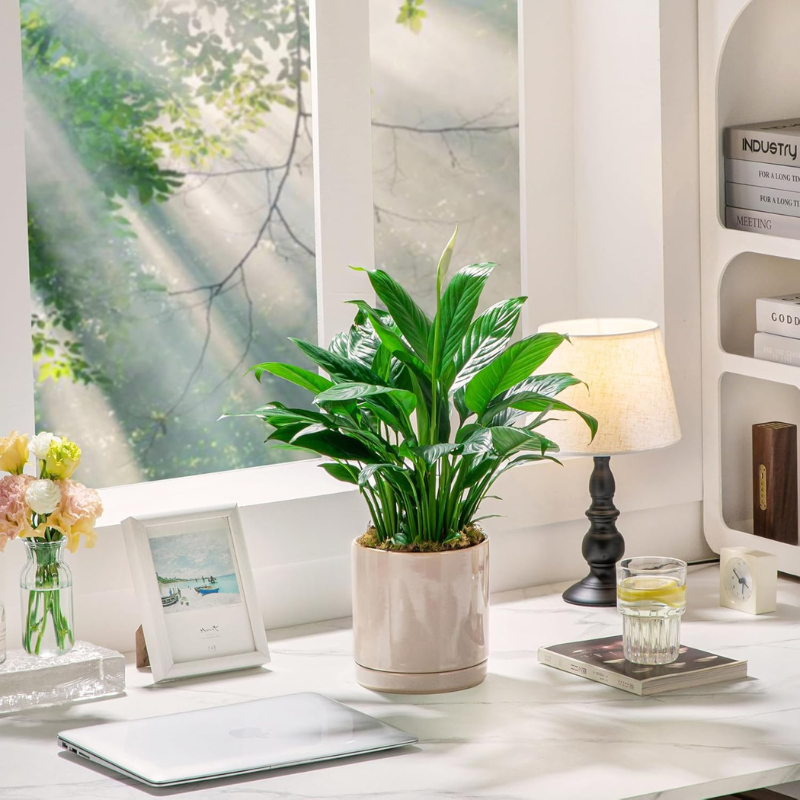 Summer Home Refresh